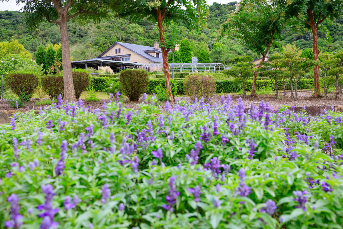 イングランドの丘