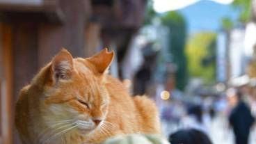 観光スポット / 12