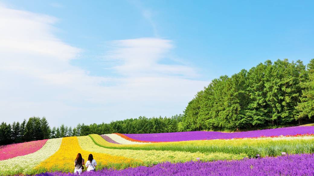 富良野の花畑 / 1