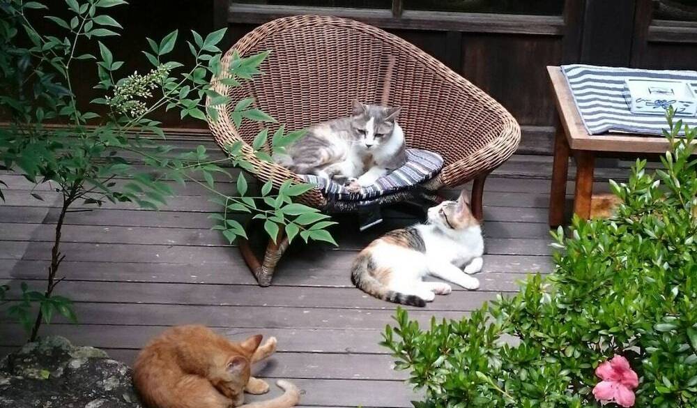 「角上楼」の看板猫① / 1