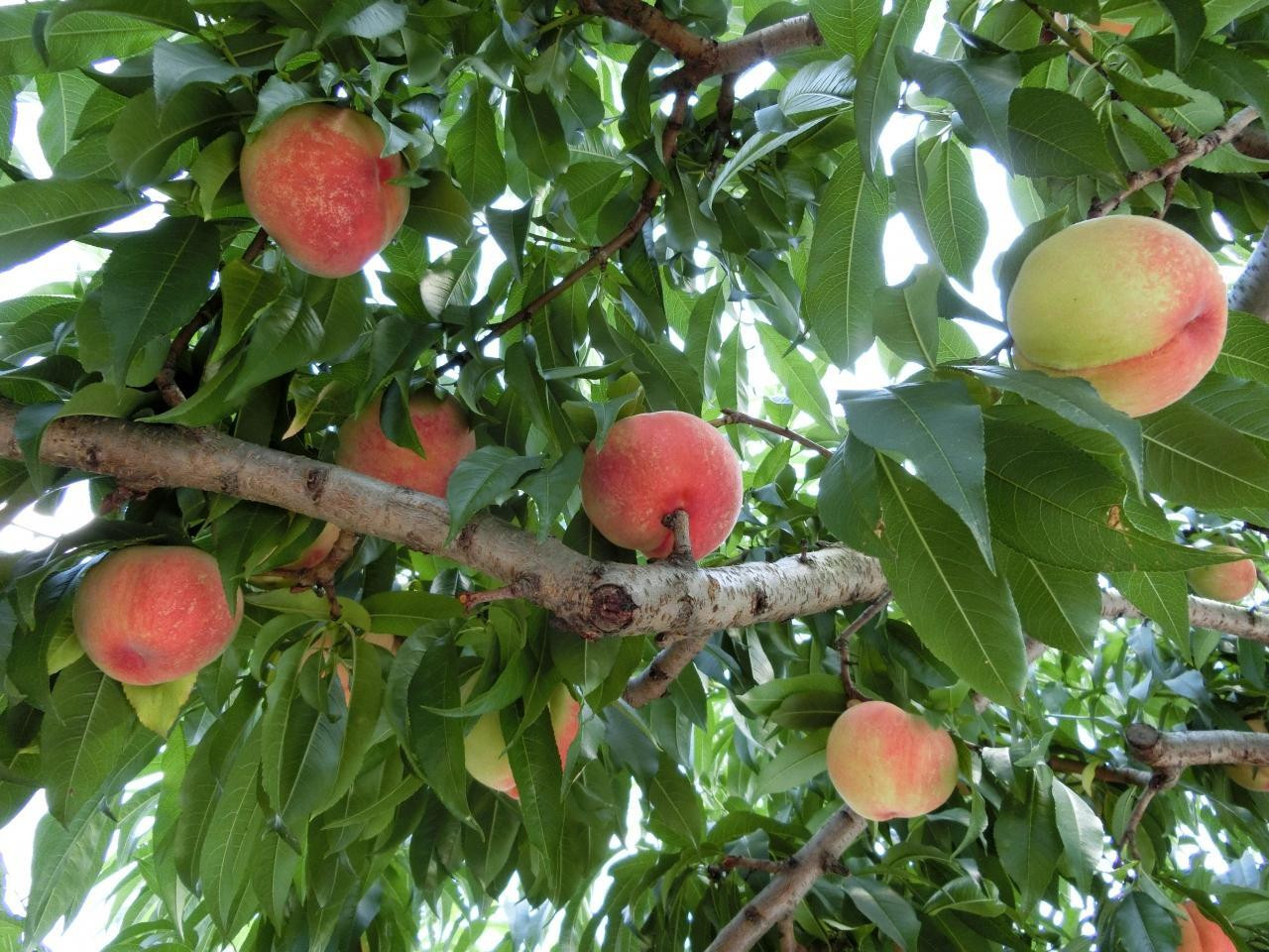夏～秋にはフルーツ狩り♪3482300