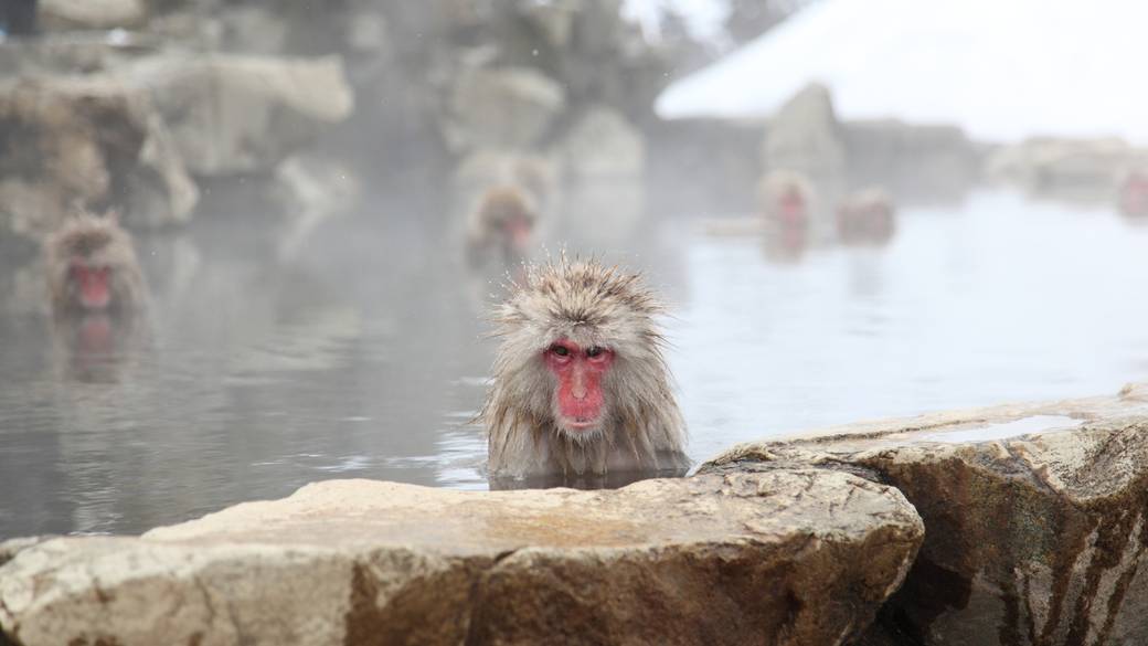 地獄谷野猿公苑 / 2