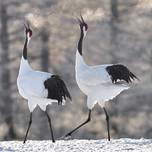 道東の雪景色！冬の丹頂鶴（タンチョウ）の撮影スポット4選