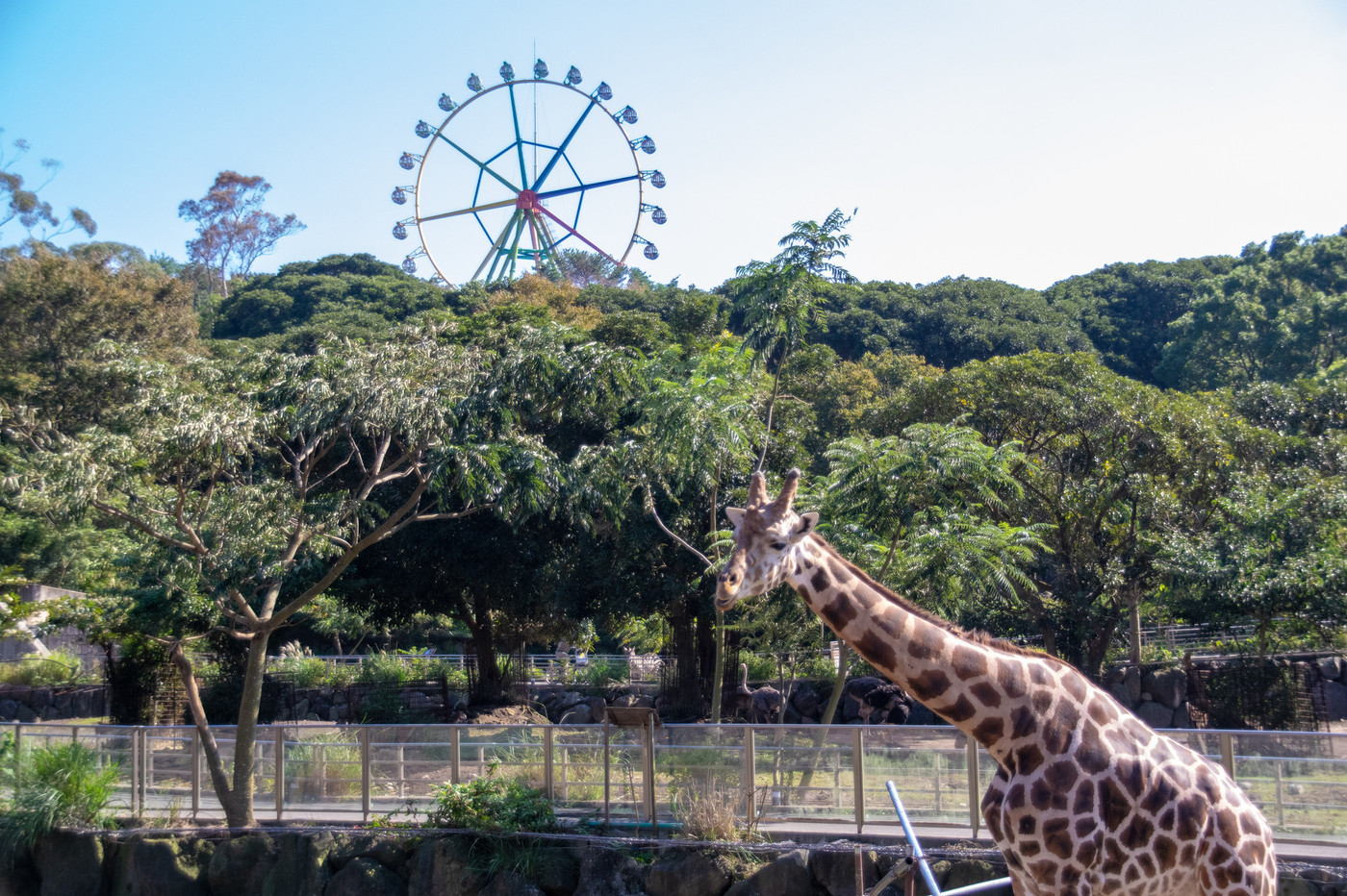 伊豆アニマルキングダム｜アミメキリン