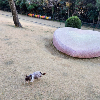 ドッグランでは、彼とワンちゃんと大はしゃぎ！3947152