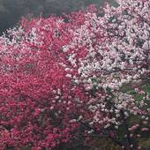 宝泉寺温泉 ペットと泊まれる宿 季の郷 山の湯（大分県 旅館） / 5