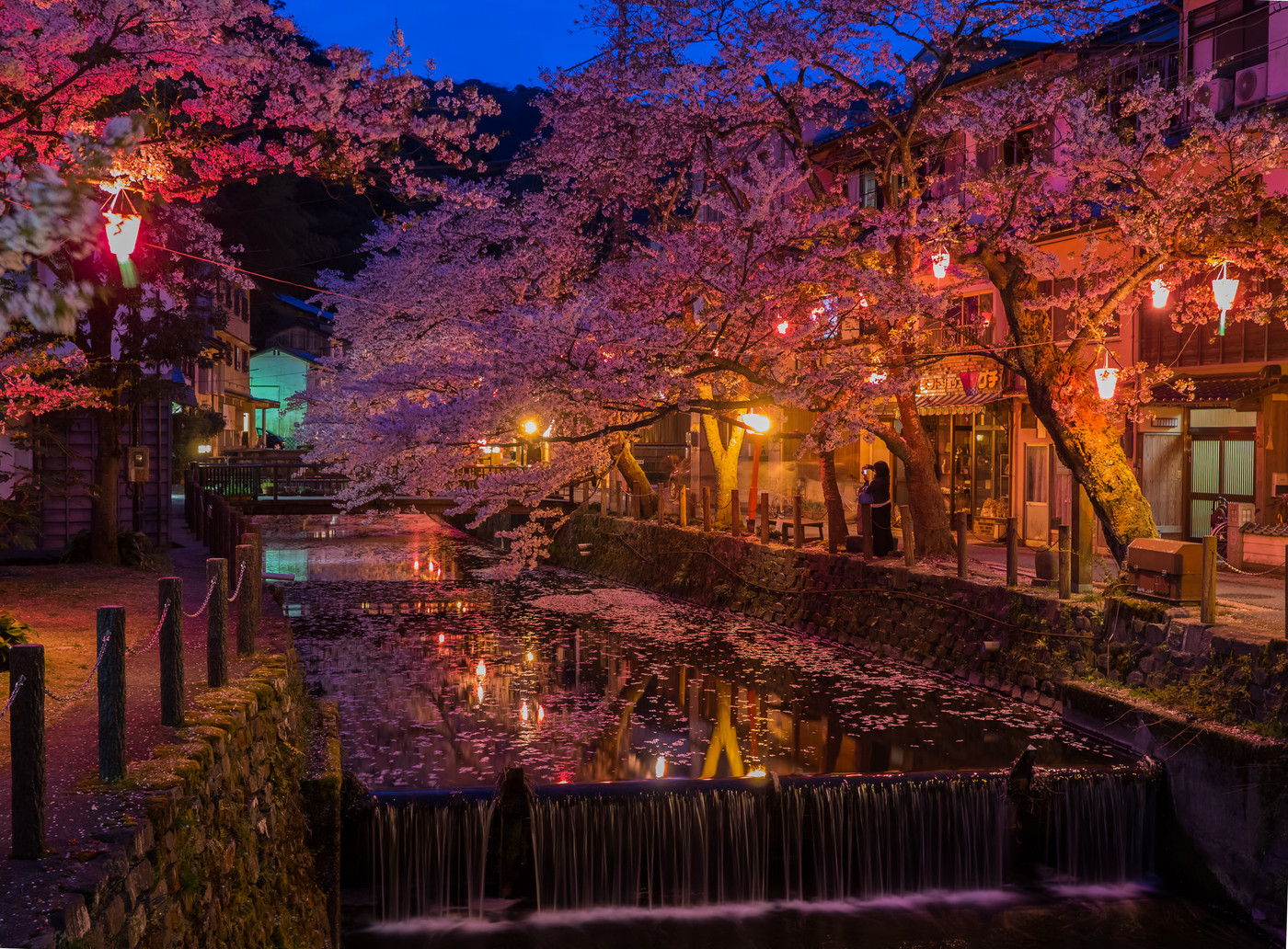 桜が満開の城崎温泉