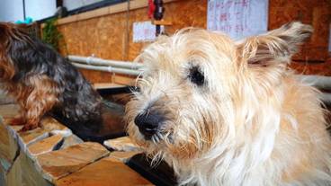 ペット同伴可 / 15