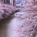 中目黒だけじゃない!もう一つの目黒川の桜並木を散策しませんか?