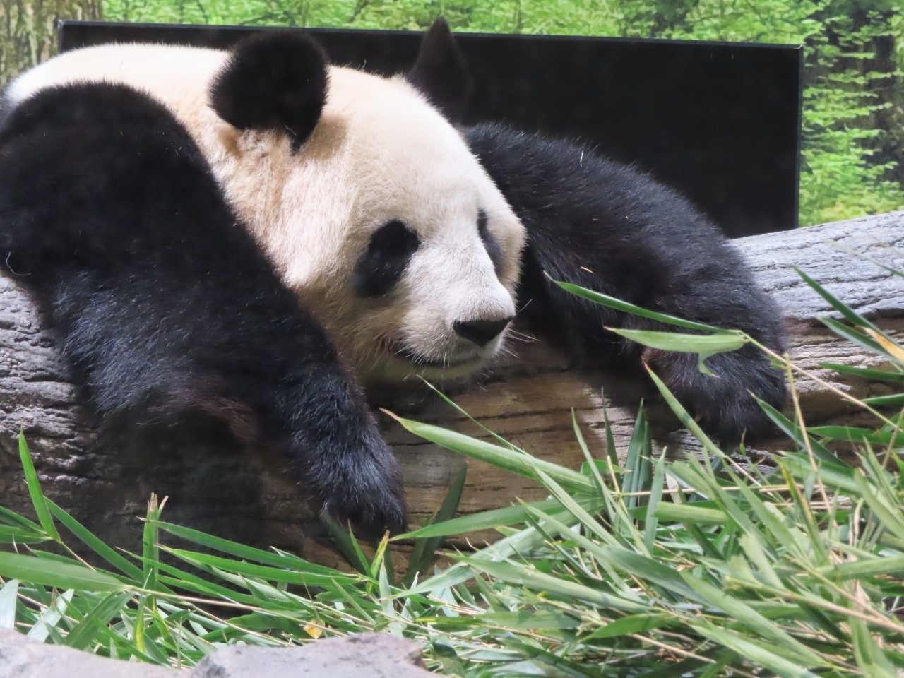 5.「上野動物園」でパンダなどの可愛い動物たちに癒されよう2344865