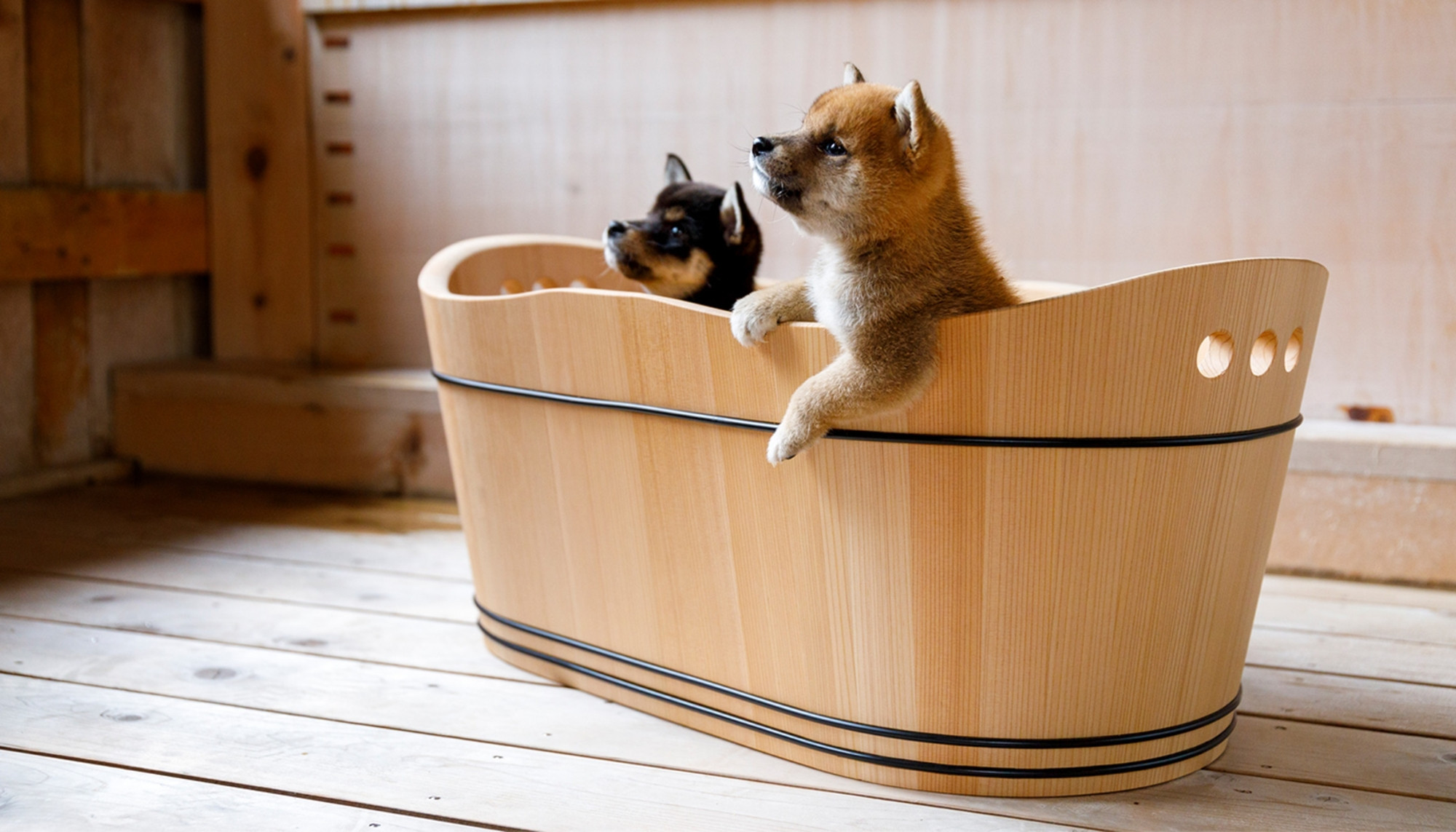 愛猫ちゃん、愛犬ちゃんに高級素材、檜の贅沢な食事台はいかが