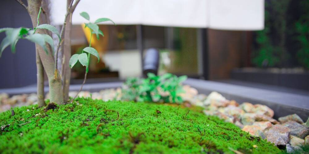 敷地内の植物 / 1