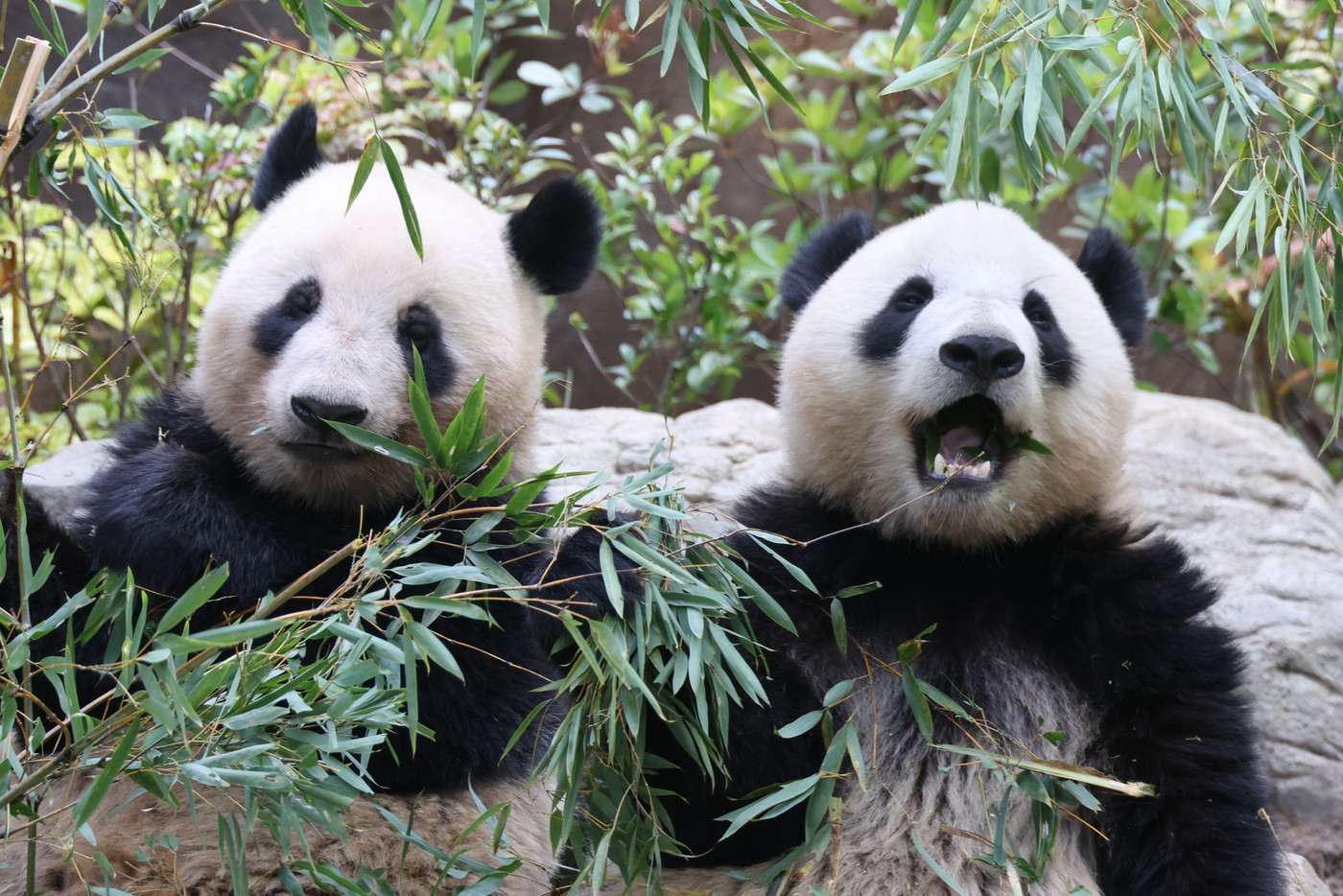 ジャイアントパンダ