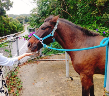 「平山旅館」 その他 187667030 対州馬のユースケ君と遊べる