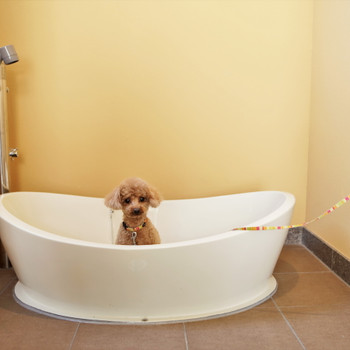 愛犬も快適に過ごせる♪4067830