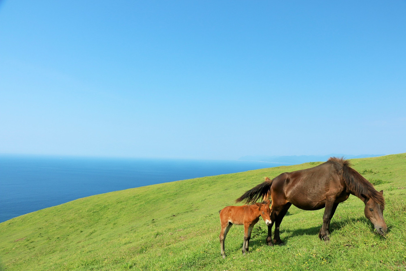 宮崎県　都井岬の風景
