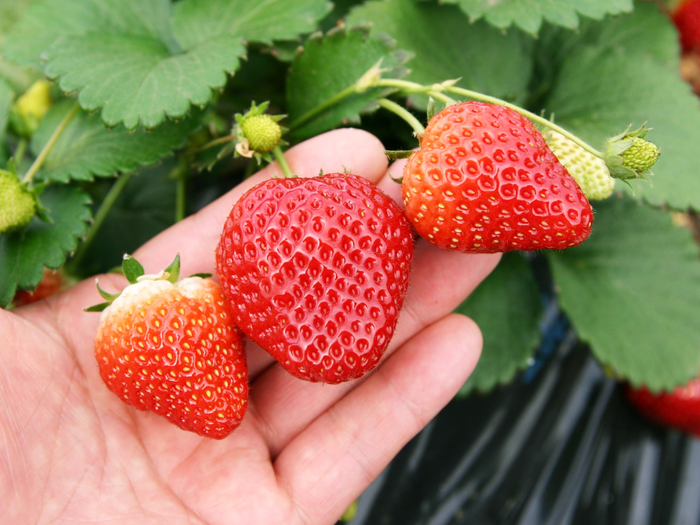 有機質肥料で育てた栃木のいちごはとっても甘い♡ハウス1棟貸し切りなので、誰にも気兼ねなくいちご狩りを楽しんで