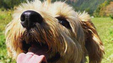 ペット同伴可 / 14