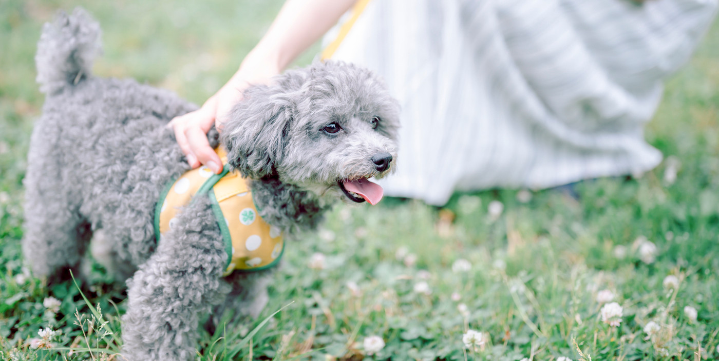 犬のいる暮らし 女性
