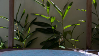 ガーデンヴィラ 129平米/テラス含 禁煙