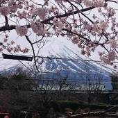FUJI SAKURA HOUSE(山梨県 コテージ・ロッジ・一棟貸) / 5