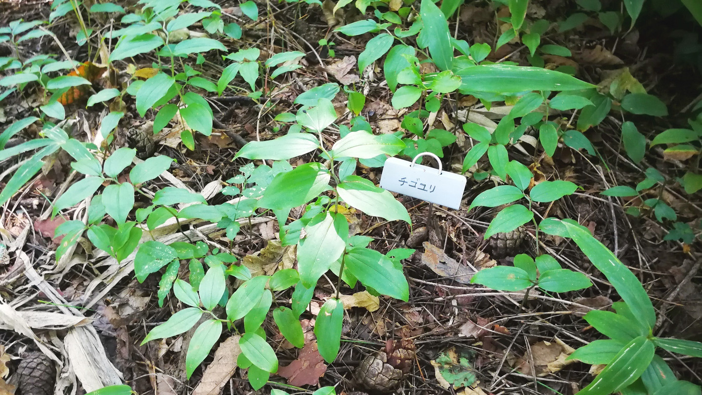 山野草ガーデン