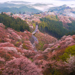 奈良観光「日本一の桜」と称される吉野山にお花見へ行きませんか？
