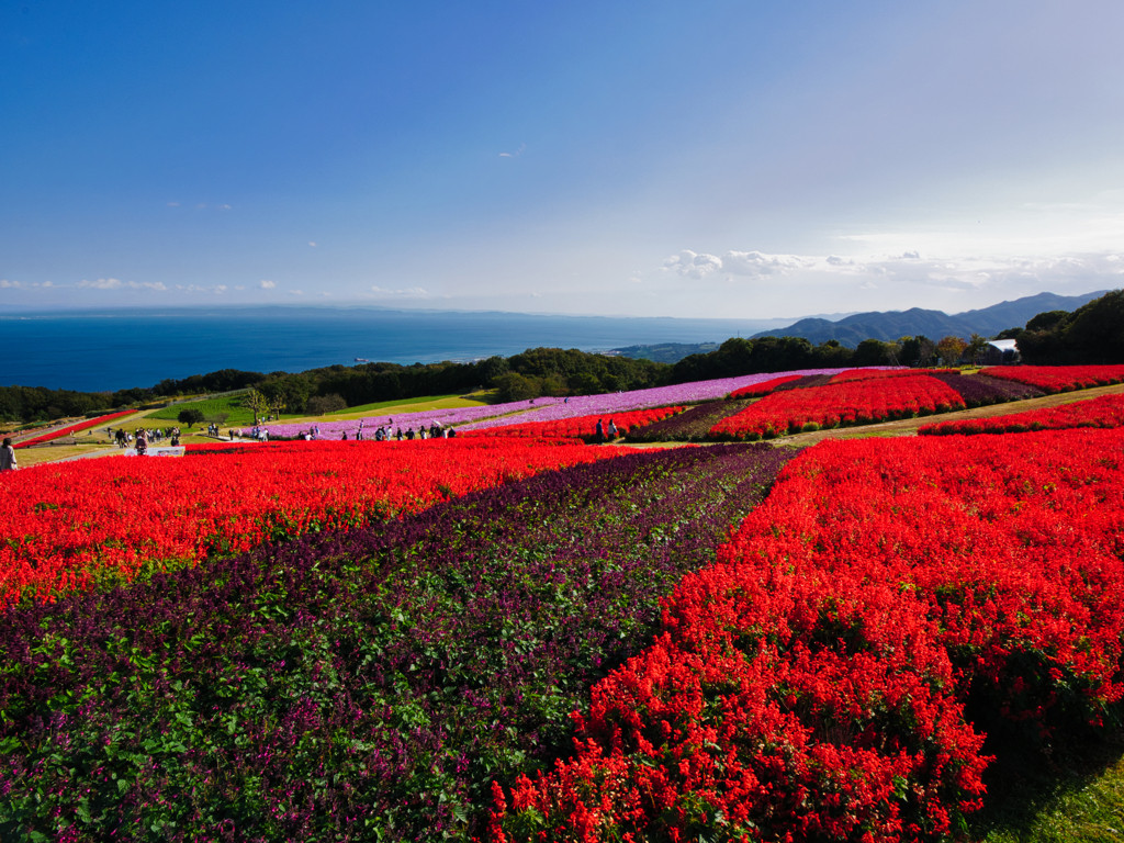 お花と海に包まれる癒しの離島「淡路島」3522595