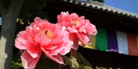 甘い春色に彼と心ときめく♡牡丹が美しい京都「乙訓寺」