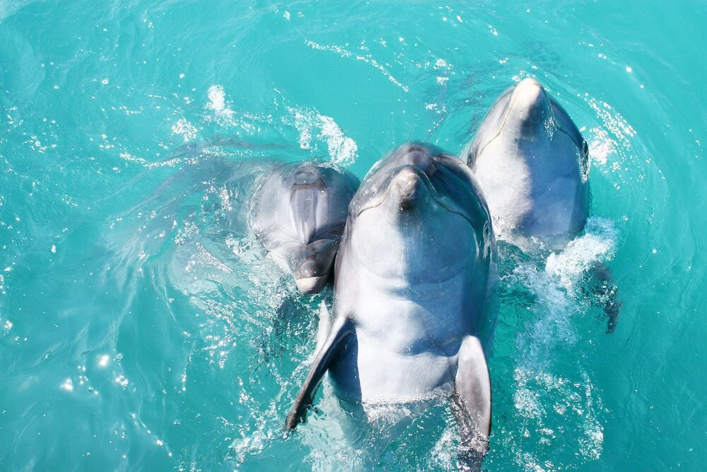 子供向けアクティビティ