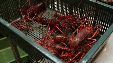 食事・飲み物 / 1