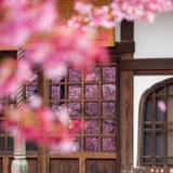 ホテル周辺を観光
京都「長徳寺」 / 1