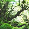 九州の世界遺産！屋久島観光のおすすめスポット10選