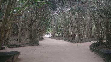 マウンテン ビュー / 12