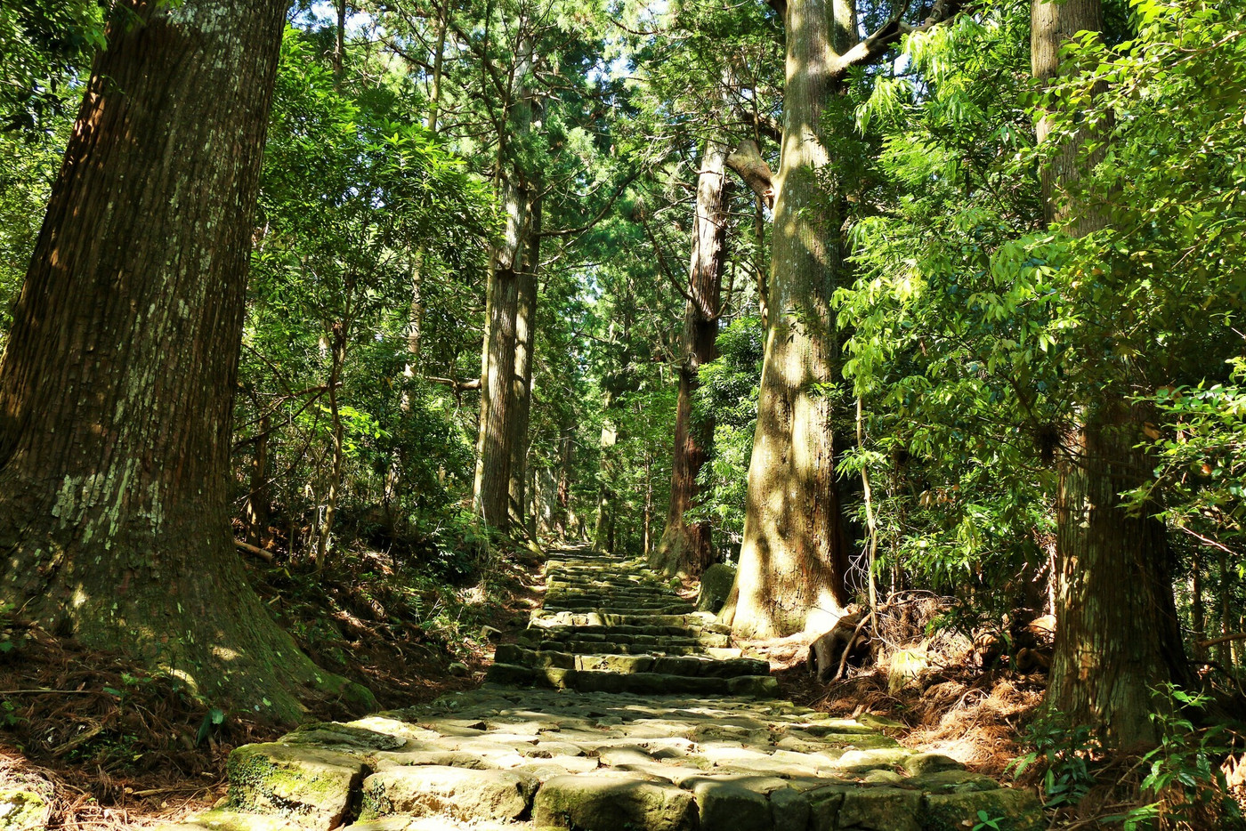 和歌山県　熊野古道　大門坂