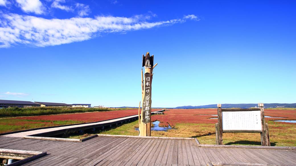 能取湖のサンゴ草 / 4