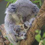 全国にたった7ヶ所だけ！コアラがいる動物園へ女子旅に出かけよう♪