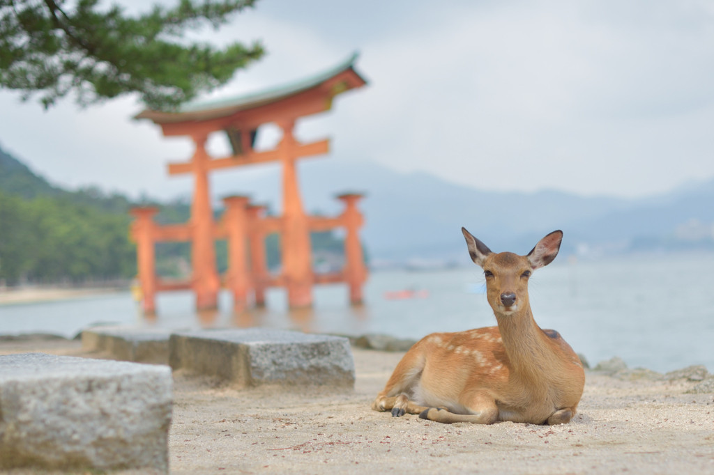 観光もグルメも充実の広島で癒される休日3224863