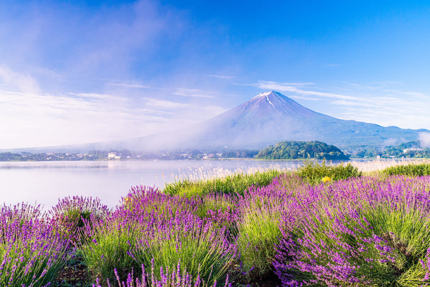 （山梨県）河口湖大石公園から望む、富士山