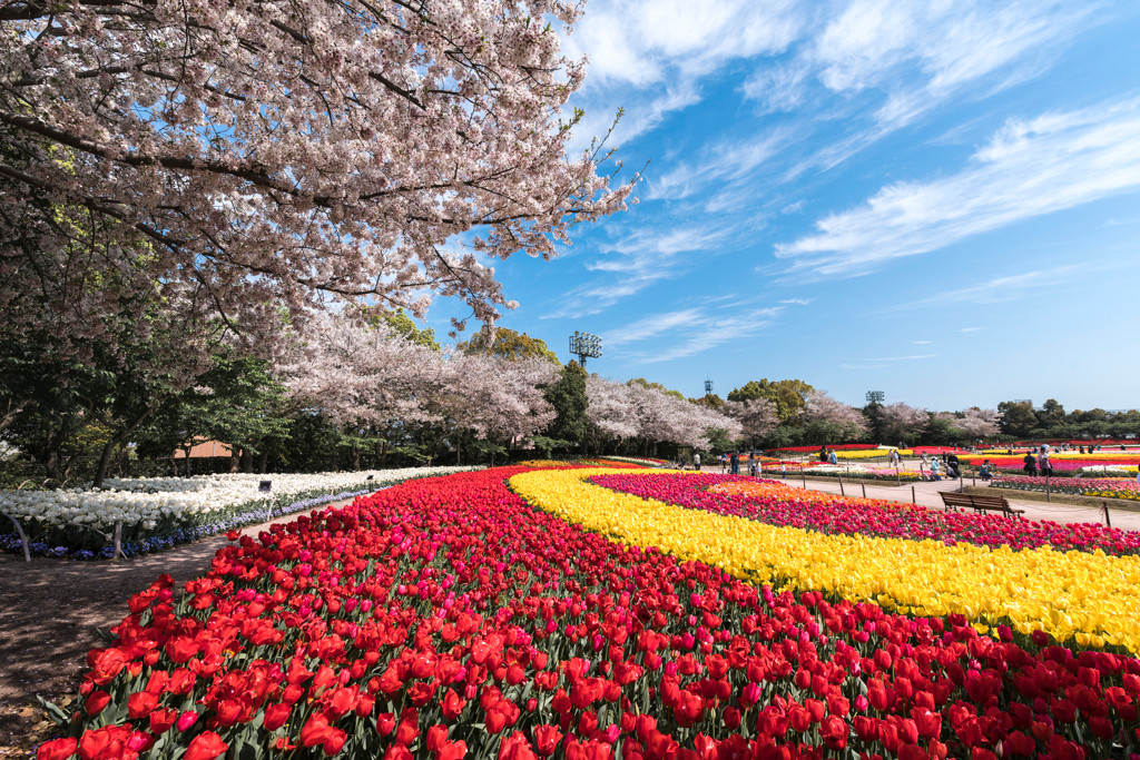 四季折々の花たちに誰もが癒される♡三重県「なばなの里」3554583