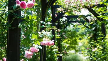 ルゼ ヴィラ（ルゼ ヴィラ） / 1