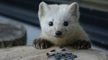 野生動物／エゾクロテン / 1