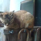 味湯海亭 福松荘（静岡県 民宿） / 2