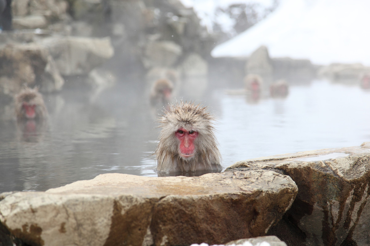 地獄谷野猿公苑