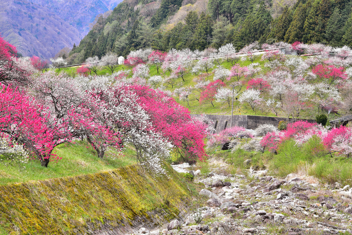 国道256号線 はなもも街道