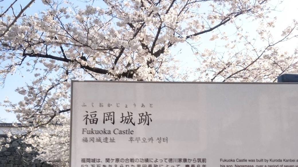 桜の名所 福岡城跡 / 1