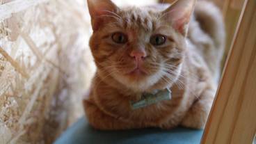 リビング エリア / 33