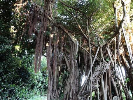 たびの邸宅 沖縄備瀬 HOMANN CONCEPT / 3