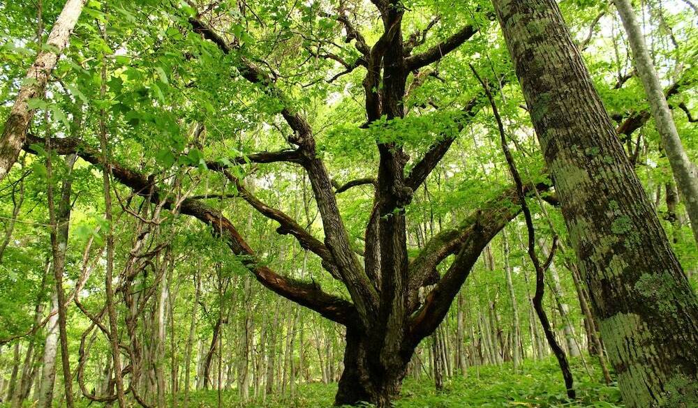 ノンノの森／森の様子 / 4