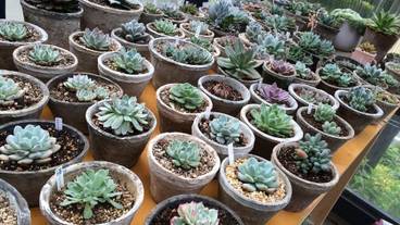 レストラン / 10